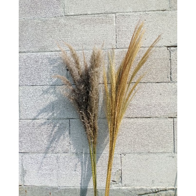 Pampas Grass|Rayung Dekorasi Rustic|Aesthetic|Pampas Lokal|Bunga Kering