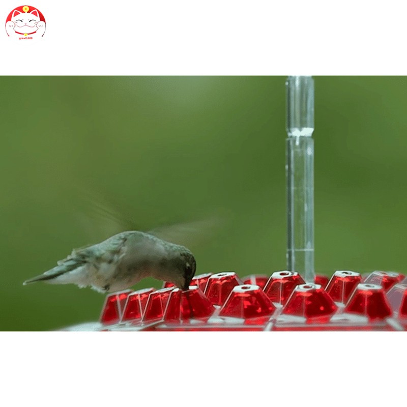 Tempat Makan Burung Kolibri