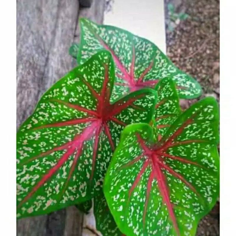 keladi red star lompong merah