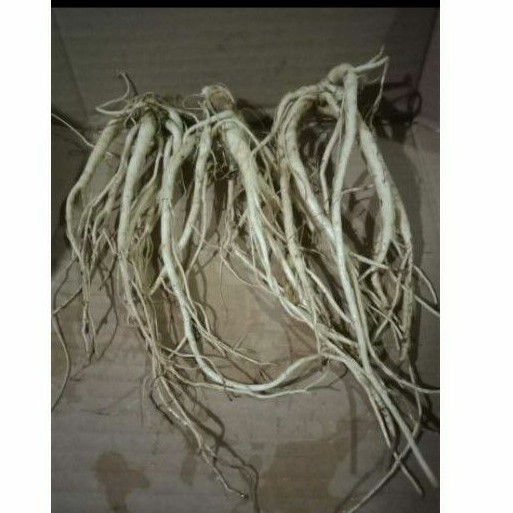 

gingseng korea segar per biji