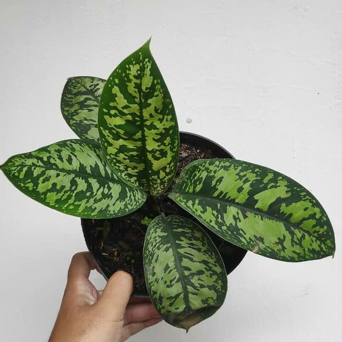 TANAMAN PHILO KARET | AGLONEMA KARET