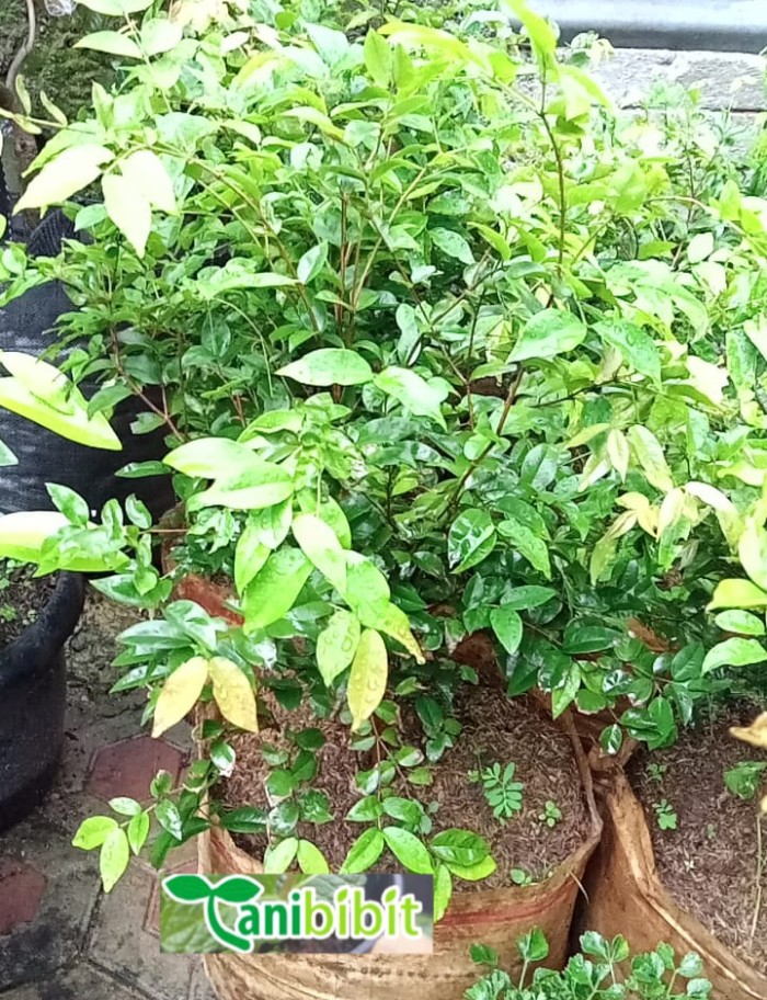 Pohon Anggur Brazil 1 Meter UP - Buah Anggur Brazil Sabara