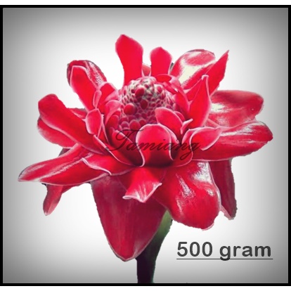 

Bunga Kecombrang Segar Kecombrang Merah 500 gram