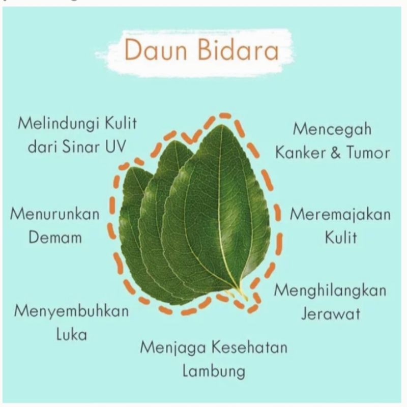 Bidara Leaf Tea : Teh Daun Bidara Pure 100% Organic (30 Tea Bag)