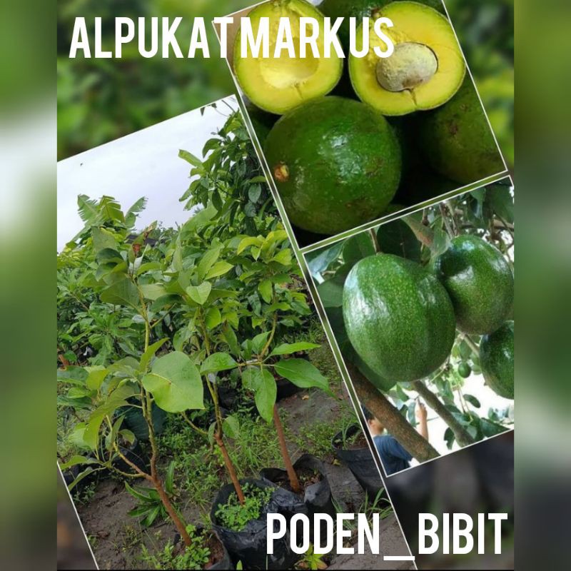 

alpukat markus