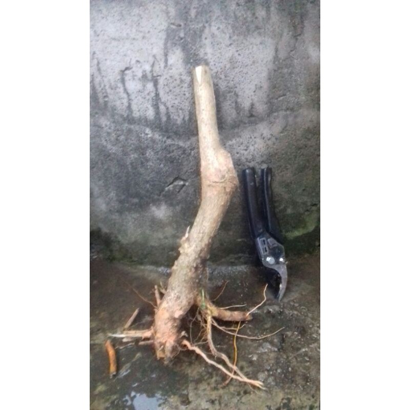 bahan bonsai wahong