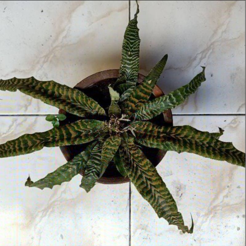 tanaman hias cryptantus tokek hijau