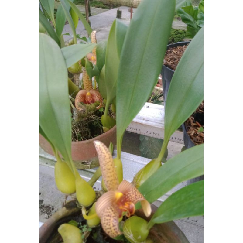 Bulbhophyllum Sumatrana Yellow Tanaman Hias