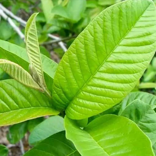 

restukuonline Daun Jambu Segar Fresh Guava Leaves Per Lembar