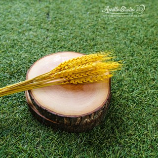 BUNGA KERING DRIED FLOWER GANDUM NATURAL KUNING 5 BATANG BUNGA KERING DRIED FLOWER GANDUM NATURAL KUNING 5 BATANG