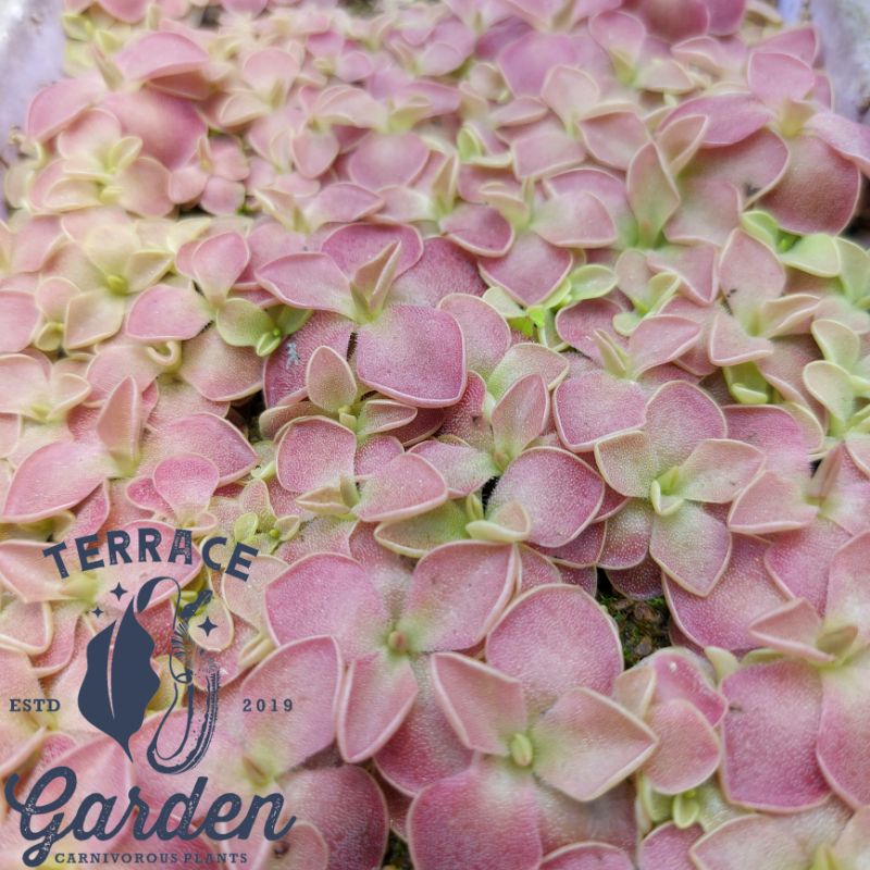 Tanaman karnivora pinguicula Sethos / tanaman pemakan serangga.