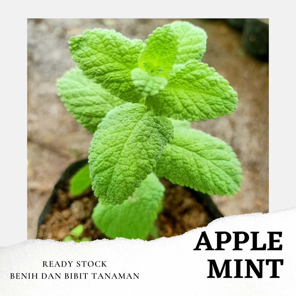 Bibit Tanaman Daun Apple mint Apel Mint Mentha Suaveolens Herbal Pohon Unik-0