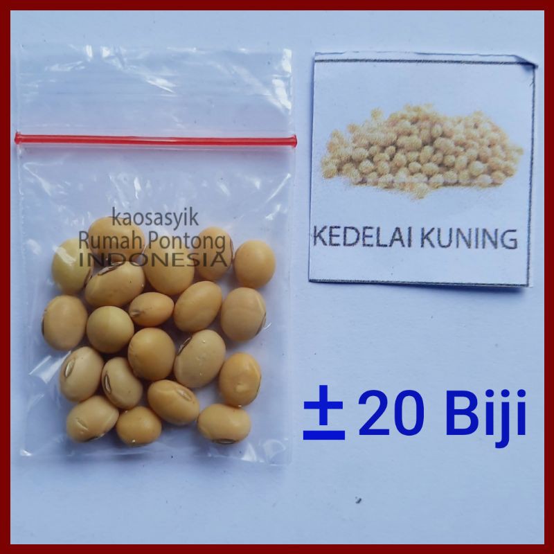 BENIH KACANG / KACANG HIJAU, KAPRI, MERAH, TANAH, KECIPIR, KEDELAI, TOLO/LANDES-20 Kedelai Kuning