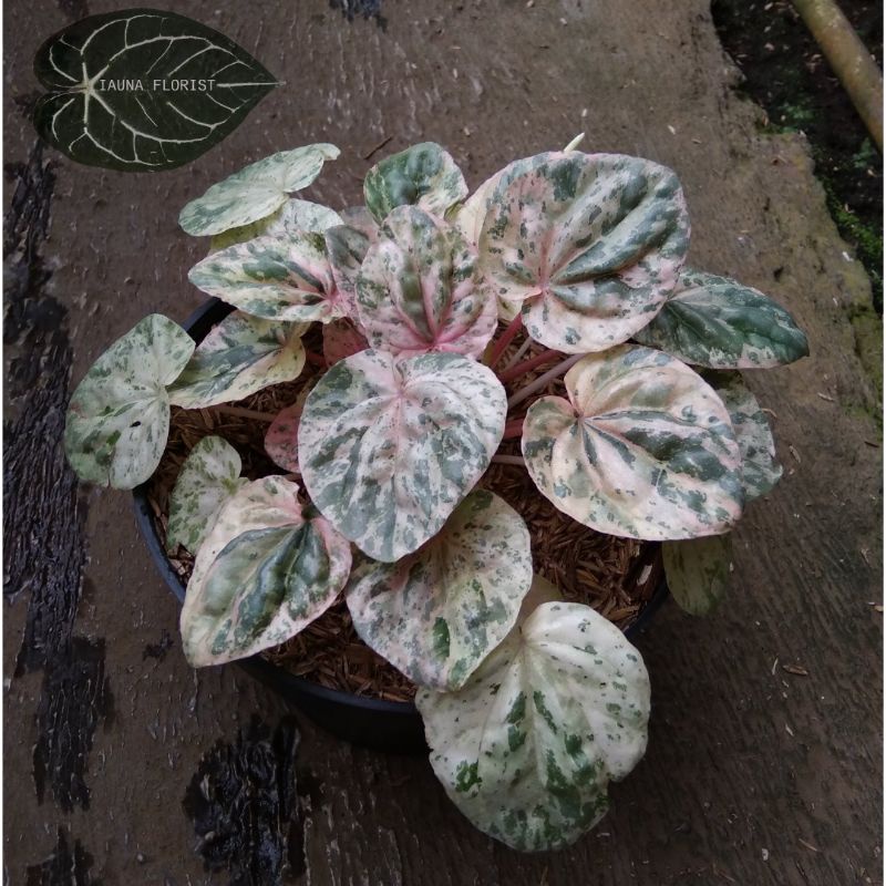 TANAMAN HIAS PEPEROMIA PINK LADY