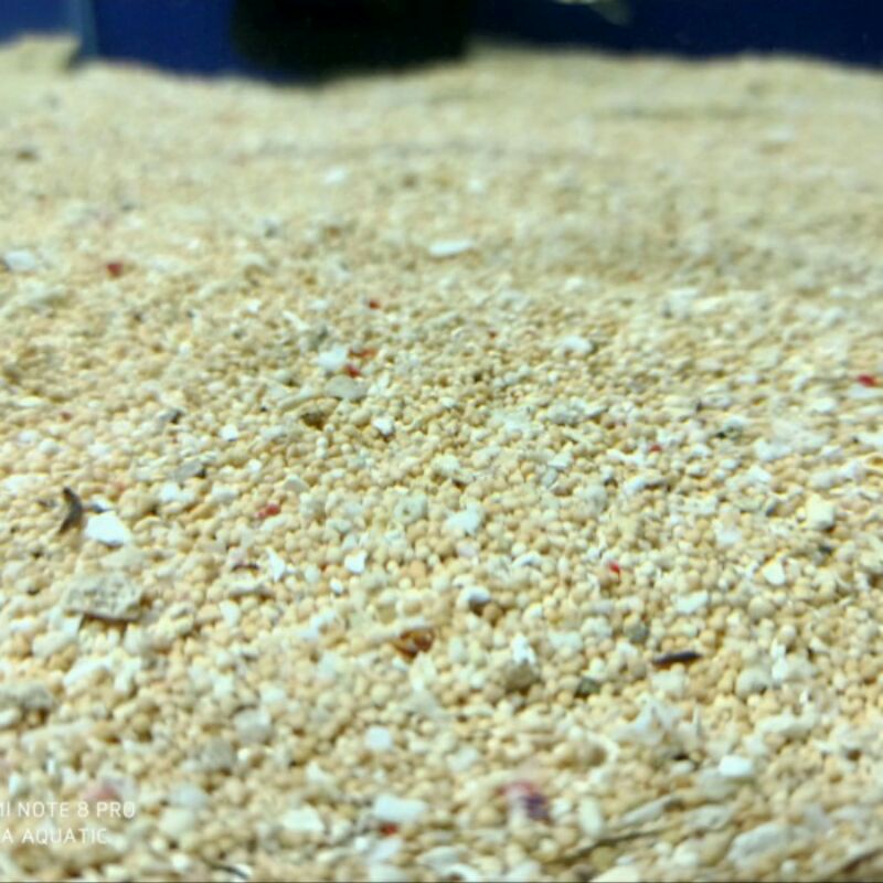 Pasir Bali Karungan Pasir Aquarium Pasir Ikan