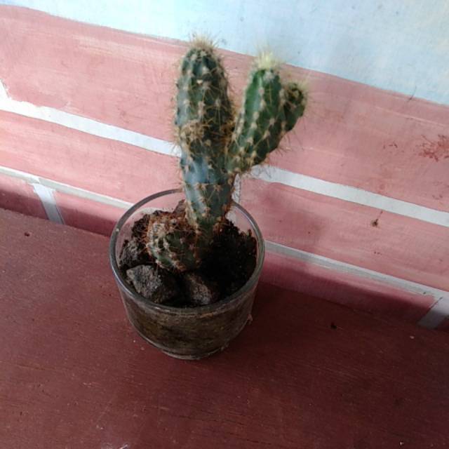 Kaktus cantik/hiasan pohon kaktus