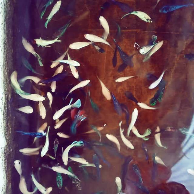 Cupang Cendolan Line Koi Dan Fancy Shopee Indonesia