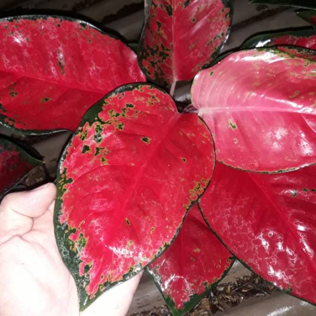 Aglonema suksom jaipong besar