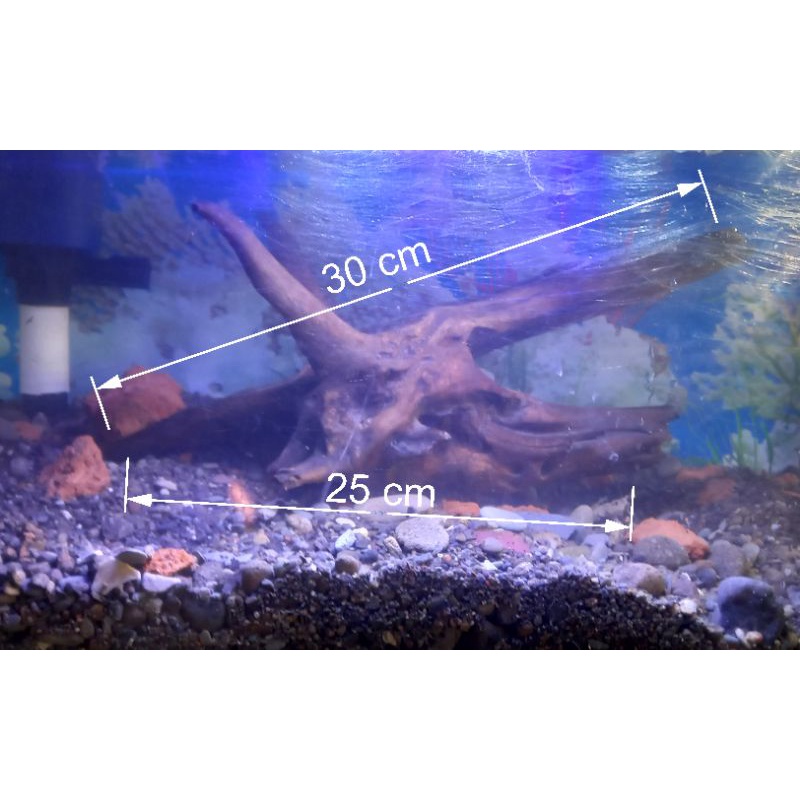 bonsai aquascape akar kayu sonokeling