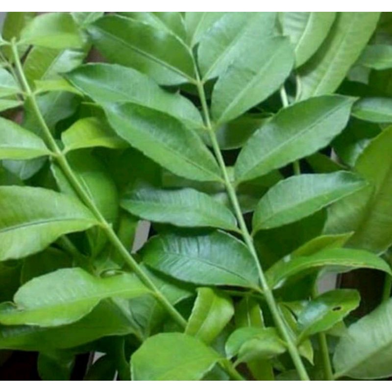 

DAUN KEDONDONG SEGAR 500 GRAM