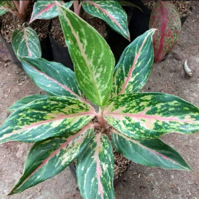 Tanaman hias Aglonema Butterfly-Aglonema butterfly