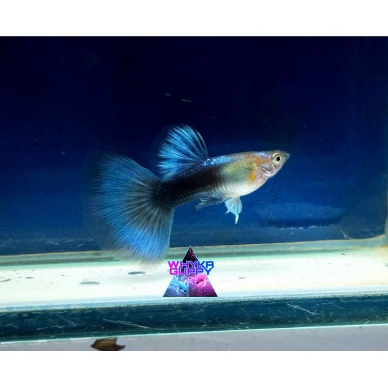 Ikan Guppy HB Blue