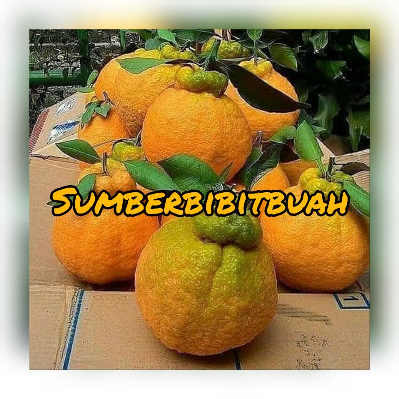 BIBIT JERUK DEKOPON MANIS JUMBO