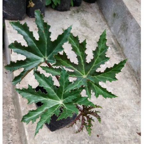 begonia bintang