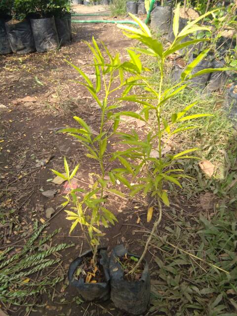 Bibit Tanaman Kayu Cendana Wangi bibit cendana bali bibit cendana wangi kayu cendana bali