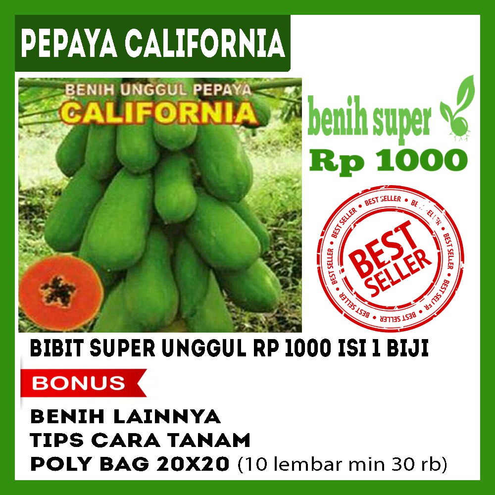 Jual Benih Pepaya California Bibit Buah Unggul Shopee Indonesia 