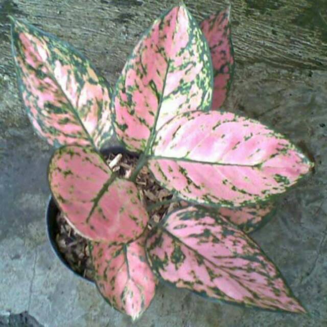 Bibit bunga aglonema lady valentine paket 10 batang