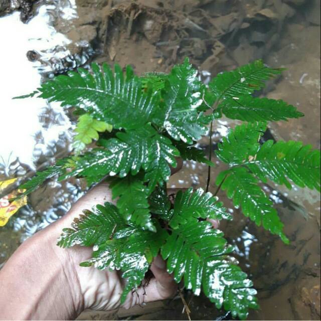 Tanaman paludarium(darat) pakis pesing