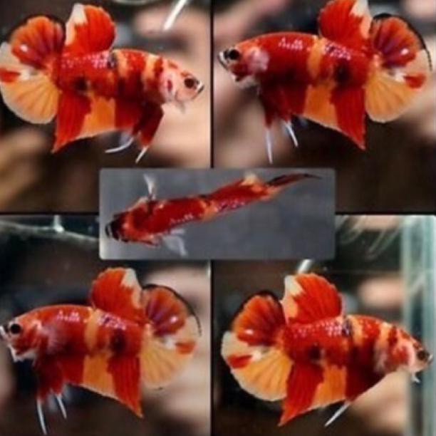 Ikan Cupang Nemo Full Block Indukan, Cupang Nemo, Cupang Nemo Galaxy, Cupang Nemo Multicolor (KODE W