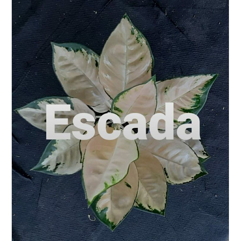 aglonema escada