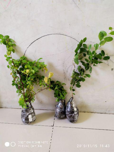 Tanaman Bidara Arab (buy 1 Get 1)