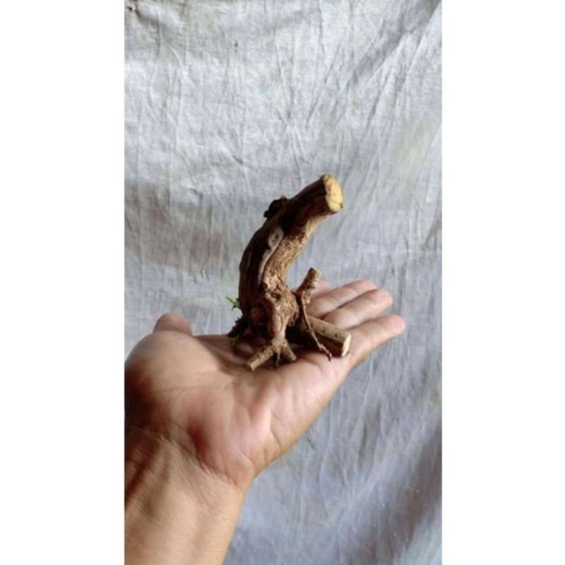 dongkelan bonsai wahong laut mame 8k