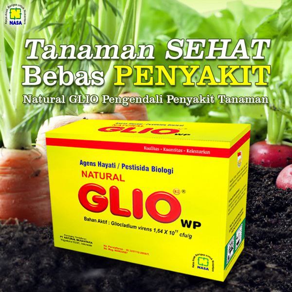 Obat hama tanaman cabai, Patek, layu daun, layu Fusarium