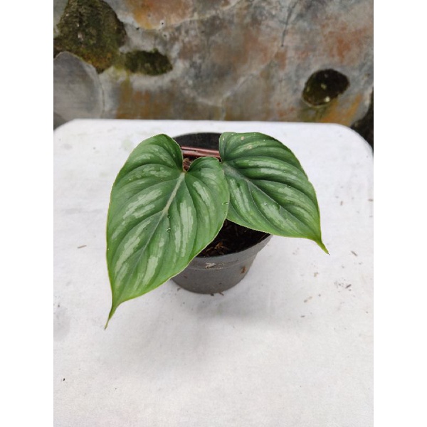 Philodendron Plowmani - Plowmanii - Philodendron Plowmanii