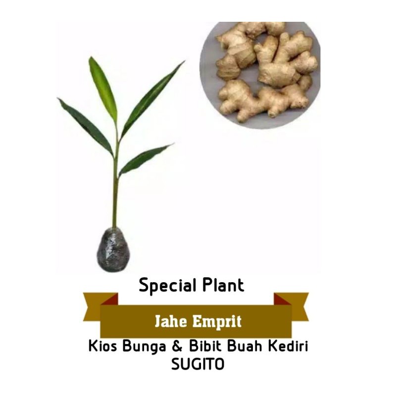 Jahe Emprit bertunas berakar siap tanam
