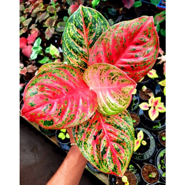 Aglonema Wulandari Mutasi | Tanaman Hias Aglonema Wulandari Remaja Daun 7 - 8