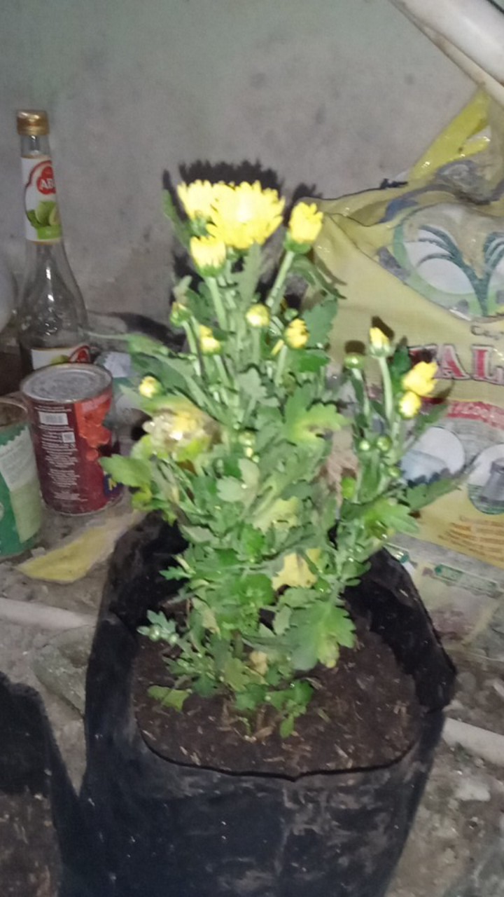 Tanaman Hias Bunga Krisan Pot Isi 5, 1 Warna