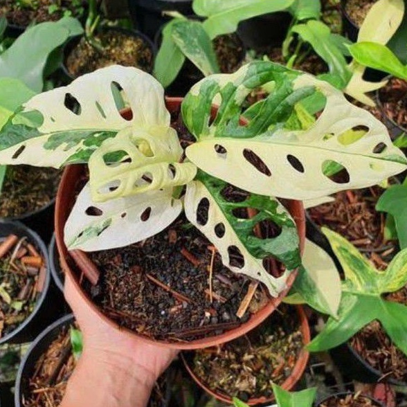 bonggol super jumbo tunas janda bolong varigata-monstera-tanaman hidup-bunga hidup