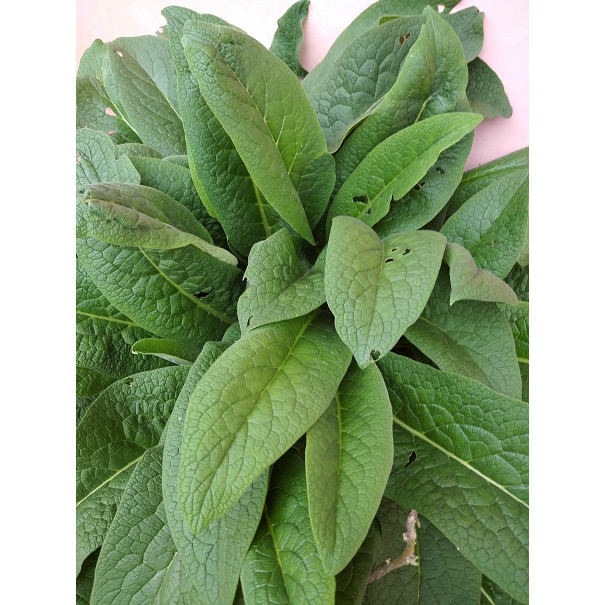 

Komfrey~Daun Komfrey ~Daun Tanaman obat komfrey kilogram
