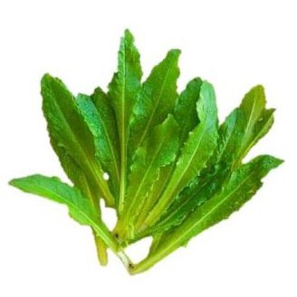 Benih Siomak Biji sayuran siomak selada seeds