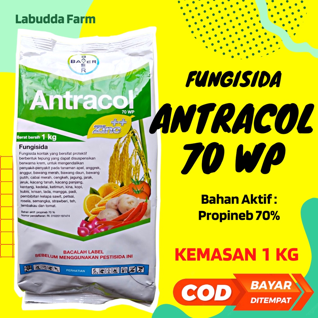 Antracol Fungisida Antrakol 70WP Antracol Fungisida 1Kg Original Fungisida Kontak Tanaman Bawang Mer