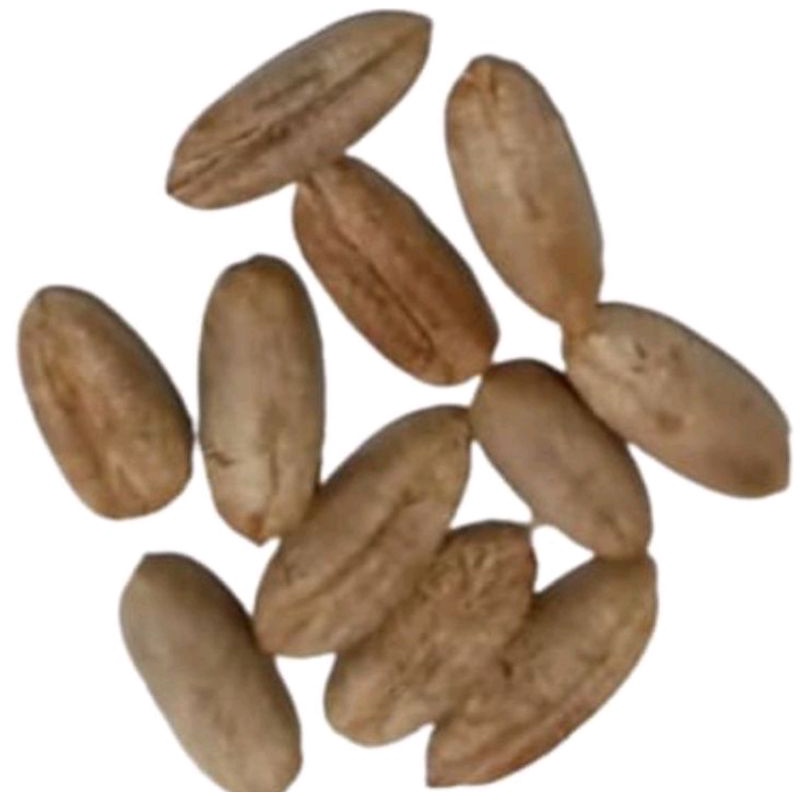 

Biji kurma sukari super(10biji)