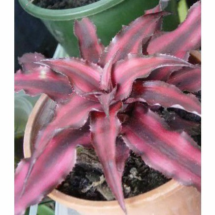 Bromelia Cryptanthus Sukulen