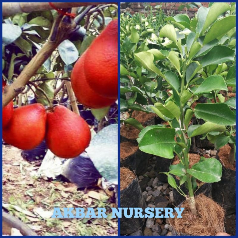 Bibit Jeruk Red Pamelo Okulasi Tanaman Jeruk Red Pamelo