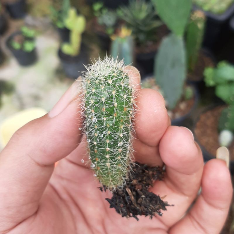 anakan kaktus lobivia