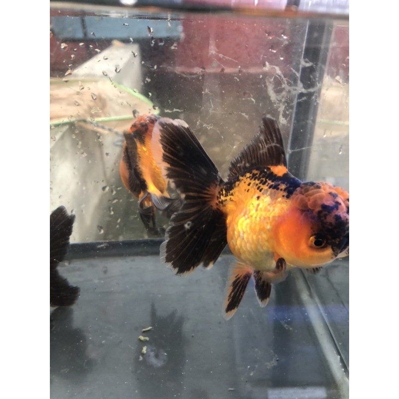 koki oranda BLACK GOLD size 10cm